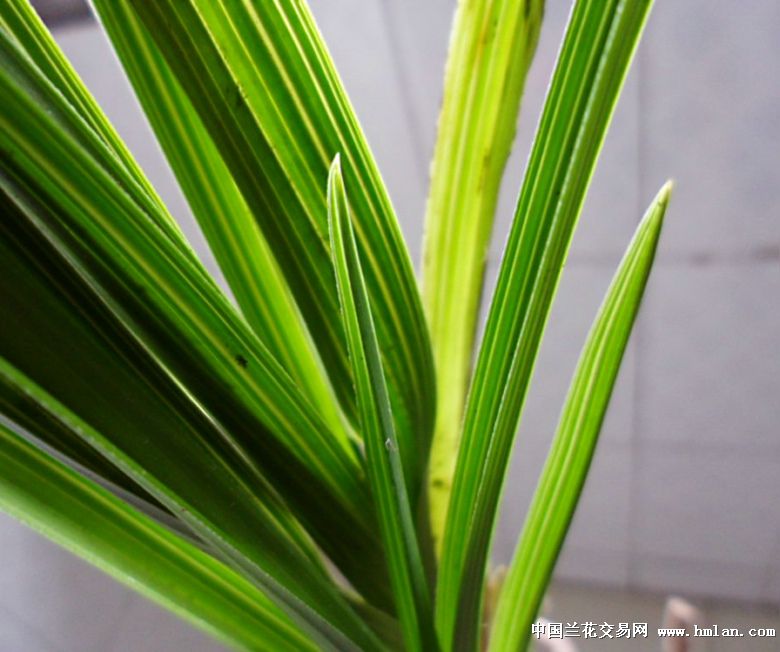 黄草种植方法：从入门到精通的详细指南