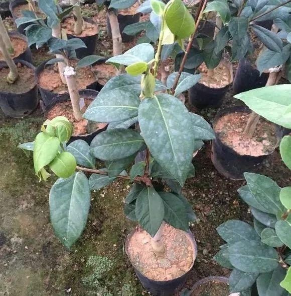 蓝花种植方法：打造梦幻花海的秘诀