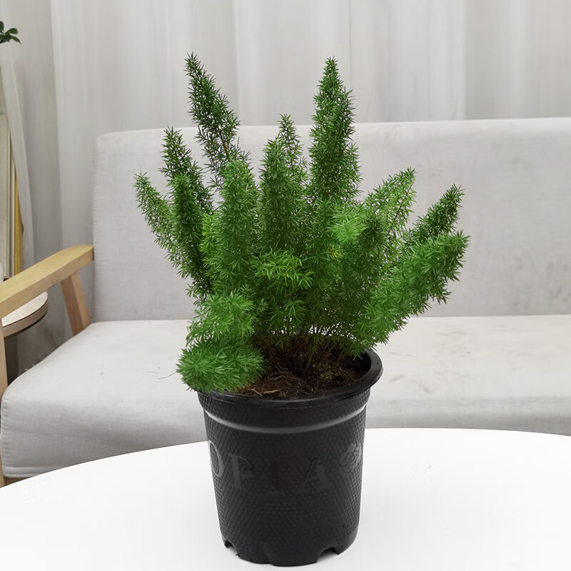 白菜的种植方法：从选种到收获的全方位指南