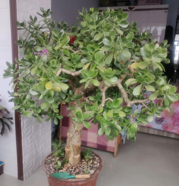 盆栽花卉养殖方法
