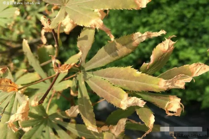 盆栽木本花卉：打造室内园艺的小型森林