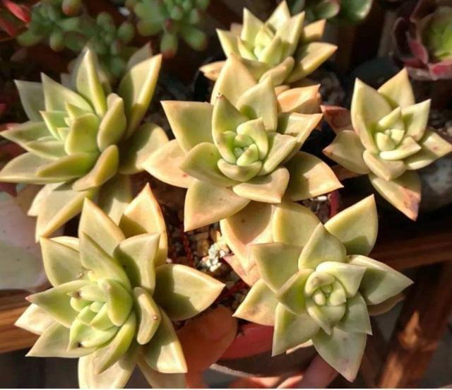 盆栽草莓有几种：探索多样的盆栽草莓品种