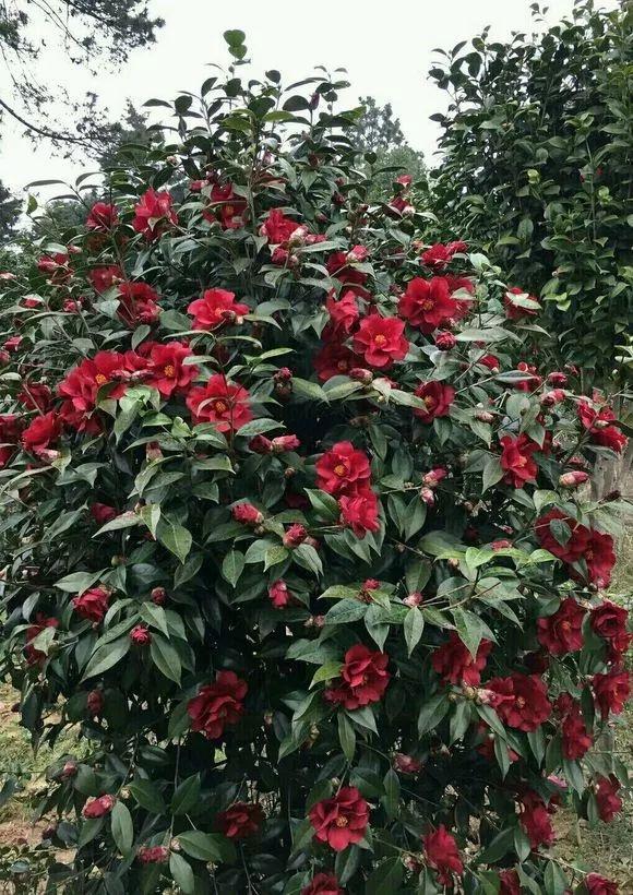 怎样种植芒果盆栽：室内芒果种植指南