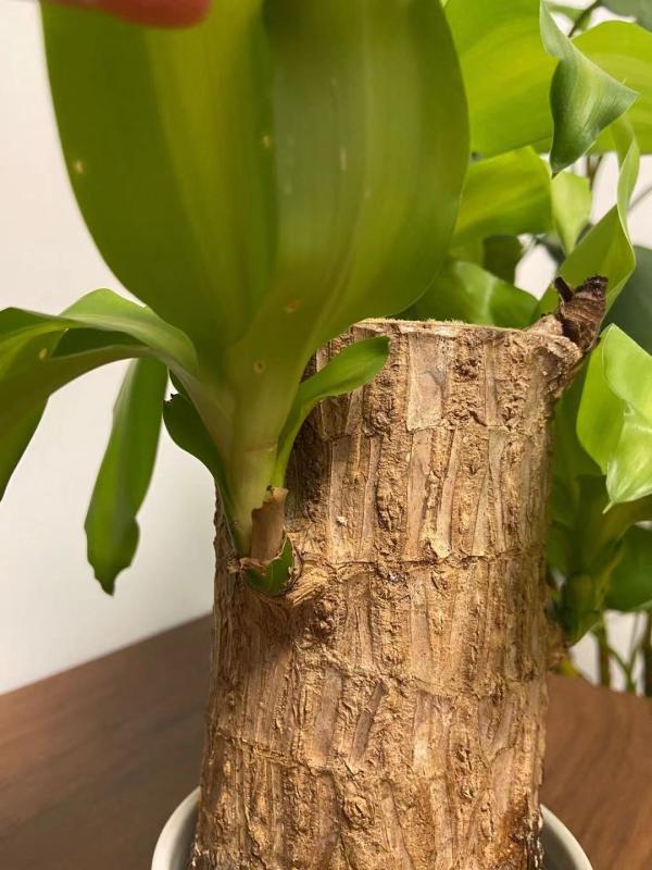 盆栽玫瑰花种植方法：打造家中浪漫风景线