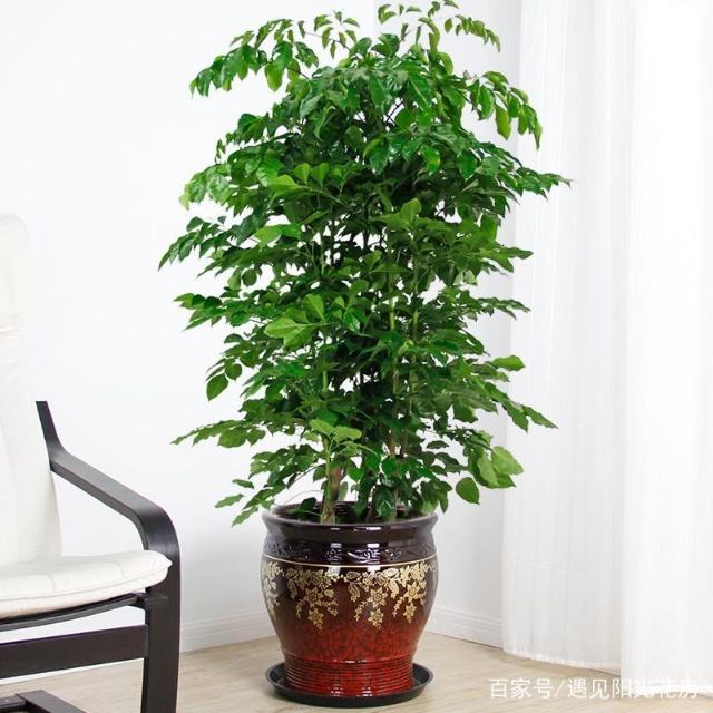 橘子怎么变盆栽：家庭种植指南