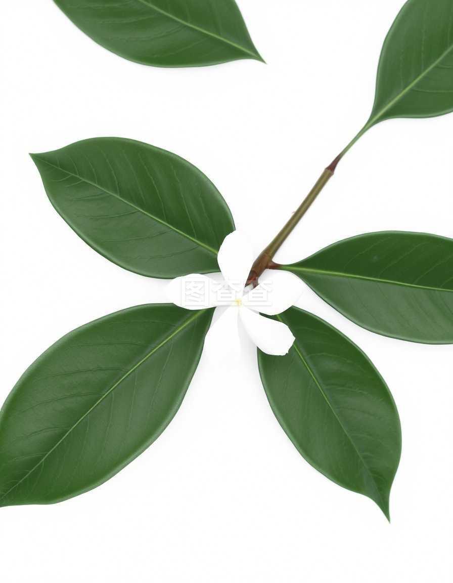 盆栽辣椒过程：家庭种植辣椒的完整指南