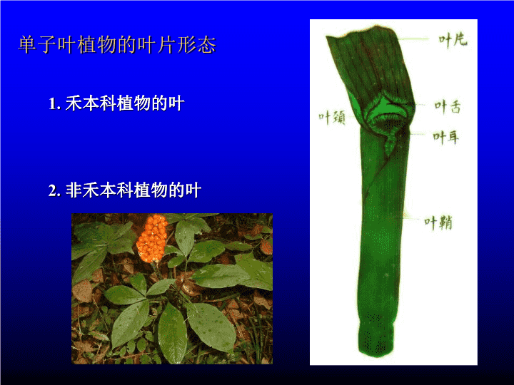 马蹄莲盆栽：养护技巧与注意事项
