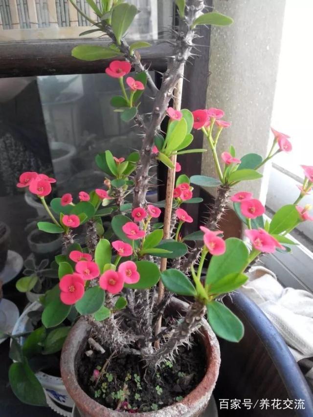 金鱼花扦插：繁殖新植株的详细指南