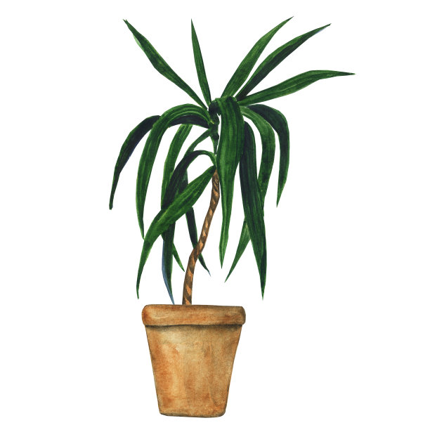 怎样扦插黑法师 - 植物养殖园丁专业指南