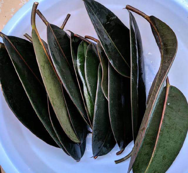 海南龙船花扦插：繁殖技巧与养护指南