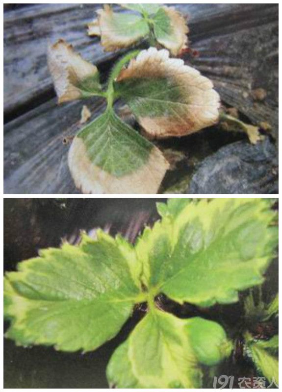 标题：叶片扦插水培——探索植物繁殖新方法