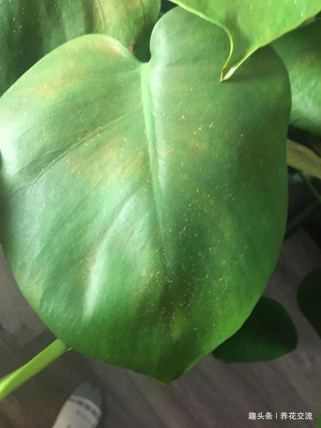 康乃馨带根扦插：繁殖新植株的简易指南
