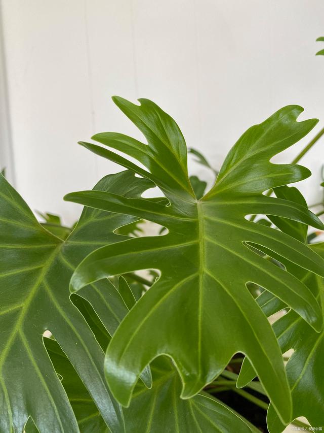 夏天网纹草扦插：轻松繁殖绿色生机