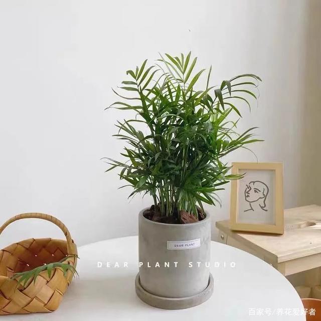 紫微扦插技术：掌握要点，轻松繁殖美丽紫微