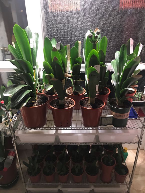 桔梗花种植方法：掌握要领，轻松培育美丽花海
