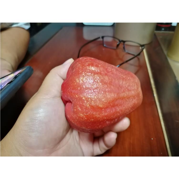 满天星种子的种植方法