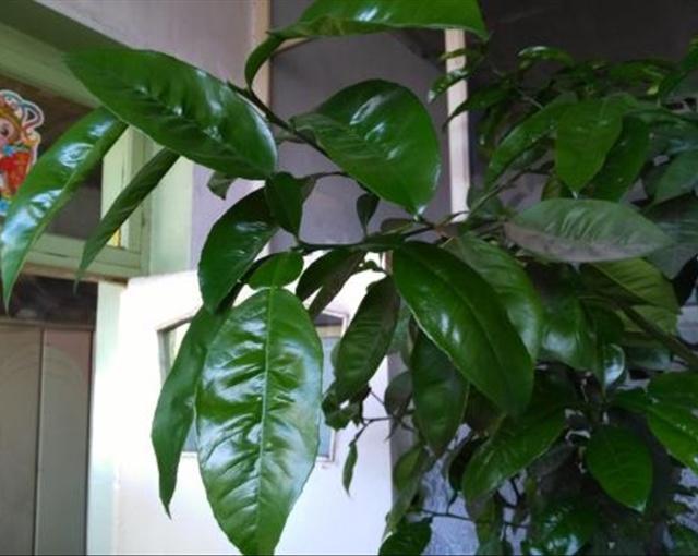 芦荟家庭养殖方法