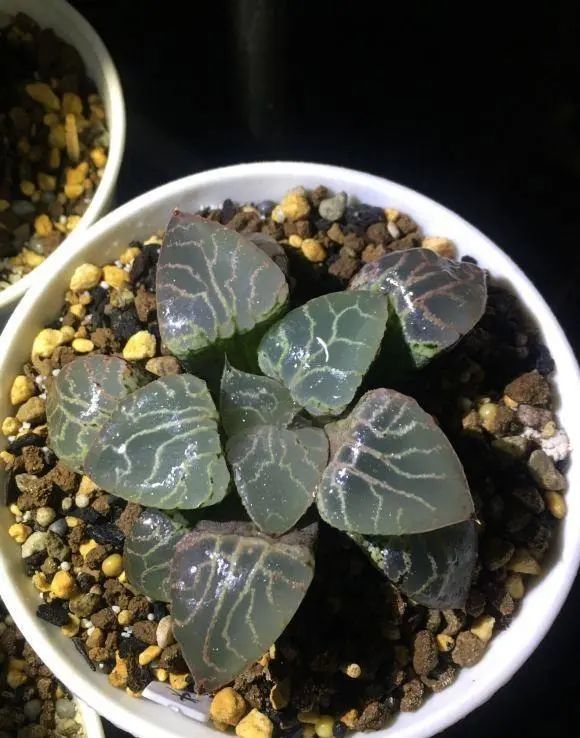 花石榴的养殖方法