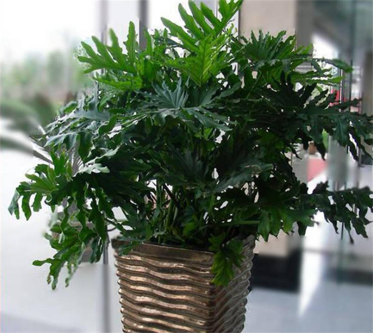 # 蒜苗的种植方法 # 蒜苗的种植方法