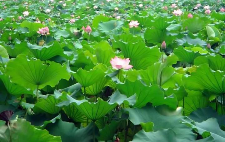 葡萄种植方法：掌握关键技巧，实现丰收