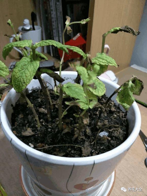 扦插多少天发芽？植物养殖园丁告诉你答案