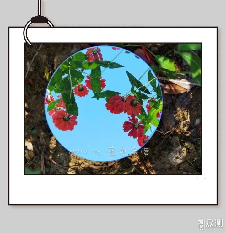 水仙花的养殖方法和注意事项