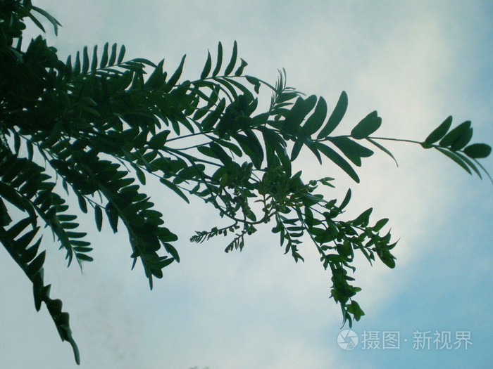 盆栽牡丹浇水：掌握正确方法，让牡丹花开璀璨
