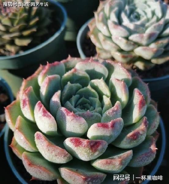菇养殖方法：家庭种植指南