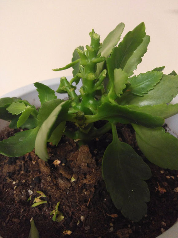 枝枝花的养殖方法：为您揭秘美丽花卉的养护秘诀