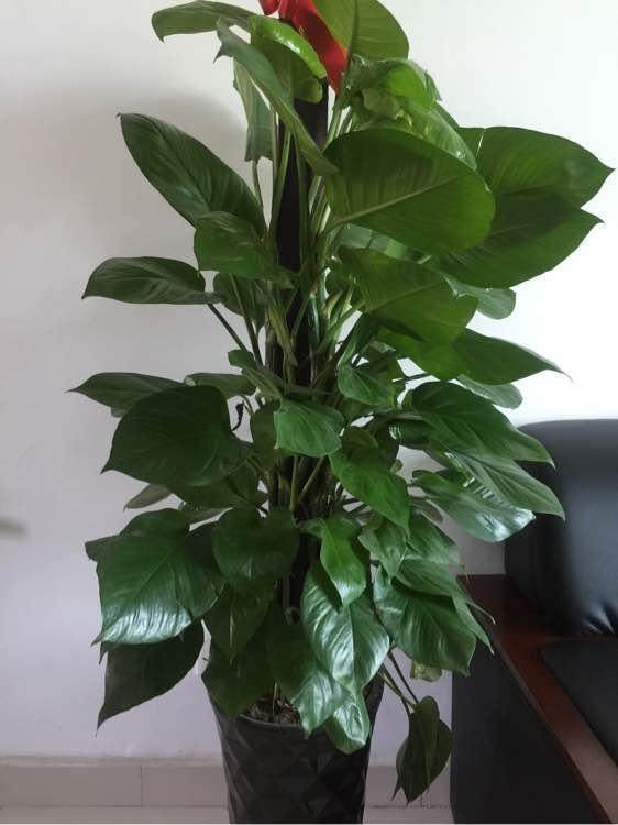 液体菌种最新制作方法：高效繁殖与保存指南