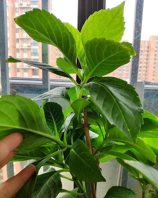花卉扦插繁殖网：开启园艺新篇章