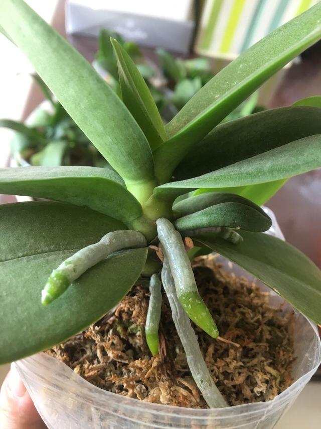百芨种植方法如下：专家园丁专业指导
