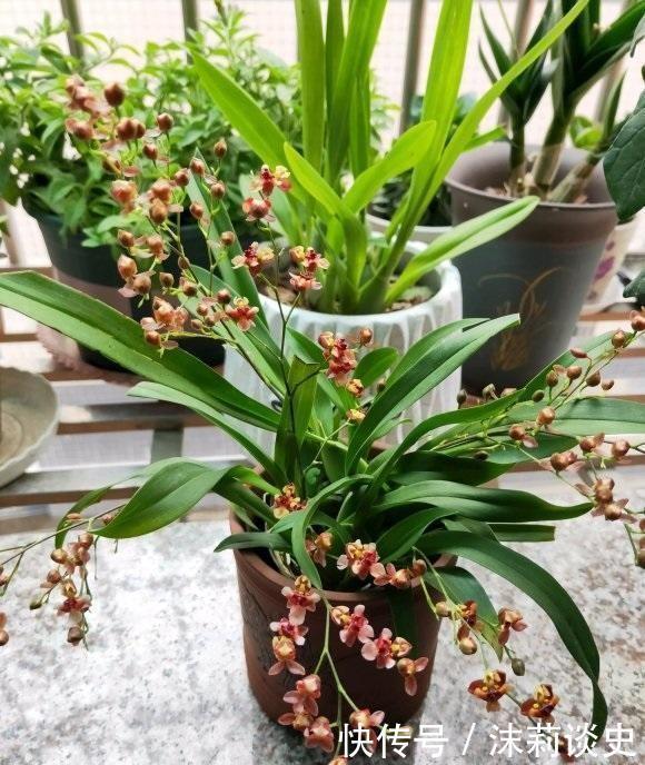 丝瓜的种植时间和方法