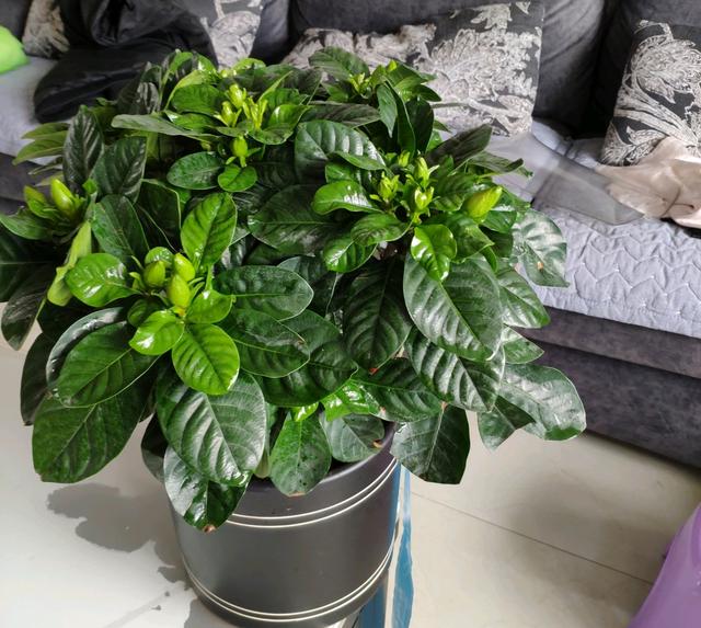 盆栽蔬菜种植技术视频：开启家庭种植新篇章