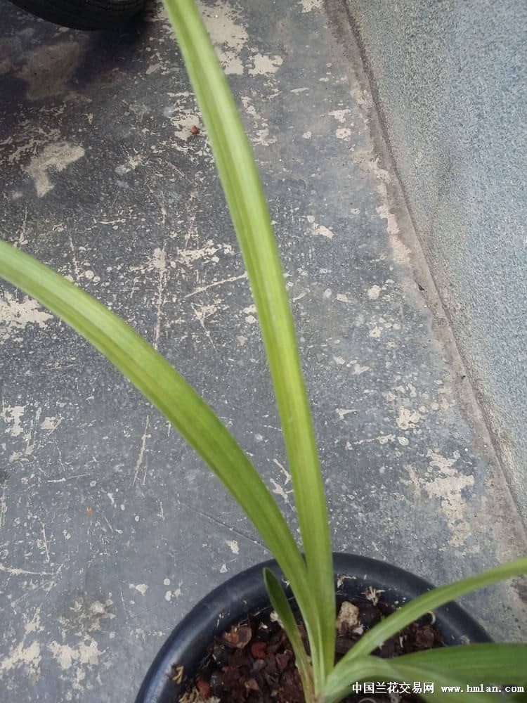 黄金葛的养殖方法和注意事项