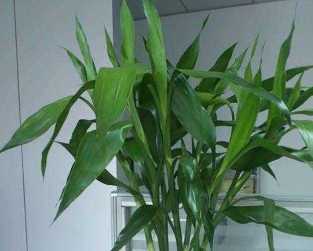 盆栽桂花那个品种最好：探寻最适合盆栽的桂花品种