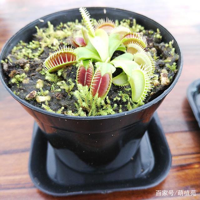 铜钱草的水培方法
