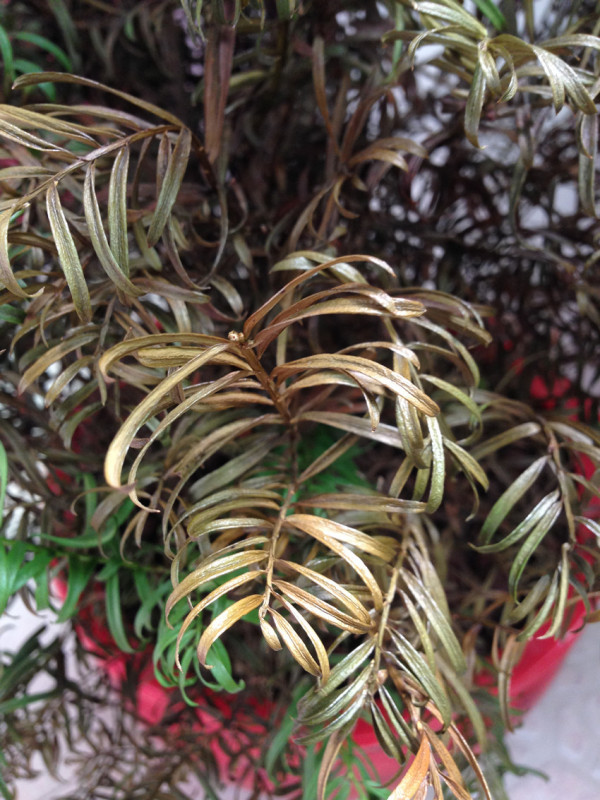 ### 红薯种植方法：实现高效益的种植指南