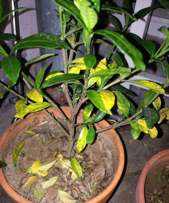金鸡菊种植方法：打造多彩家园的秘诀