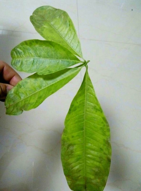 豌豆种植时间和方法：园艺爱好者的指南