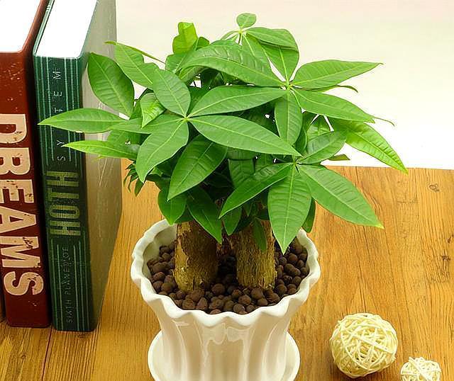 藕种植方法：全面解析莲藕的栽培要点