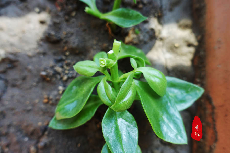 大花虎刺梅的养殖方法