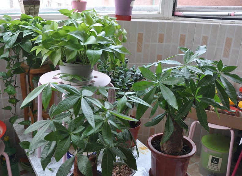 青茄子种植方法：从土壤选择到丰收指南