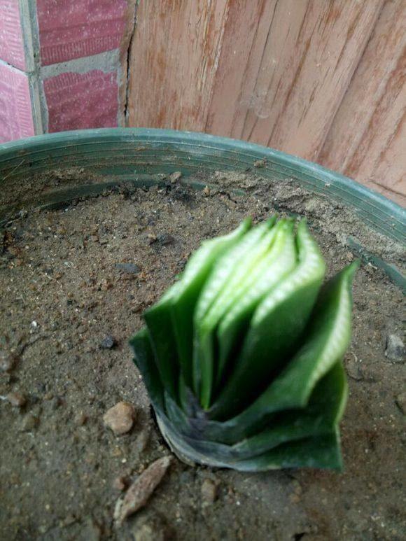 螃蟹爪花的养殖方法