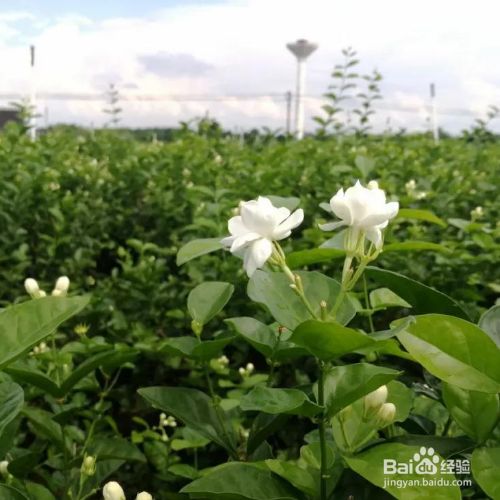 三七的栽培方法：掌握关键步骤，实现高效种植