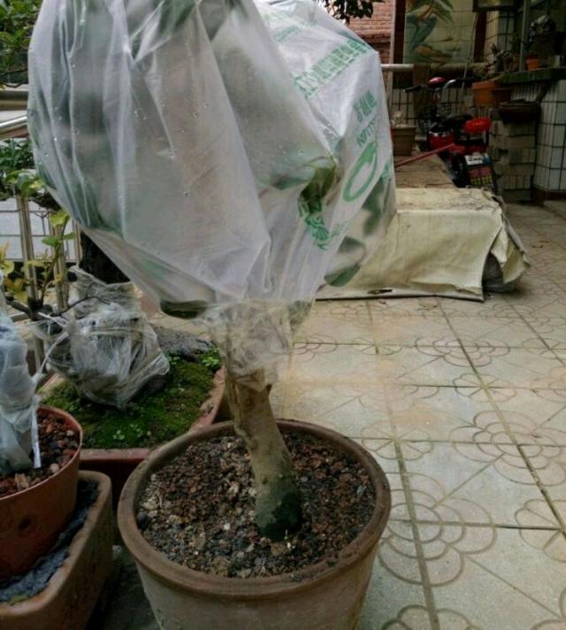 盆栽柠檬冬季：养护指南与技巧