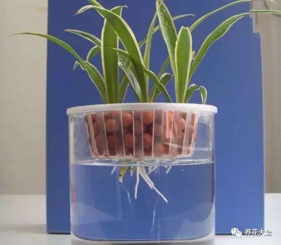 春天能盆栽芍药花吗？——芍药盆栽养护指南