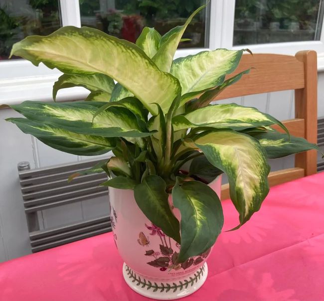 铁树的种植方法：从选购到养护全解析