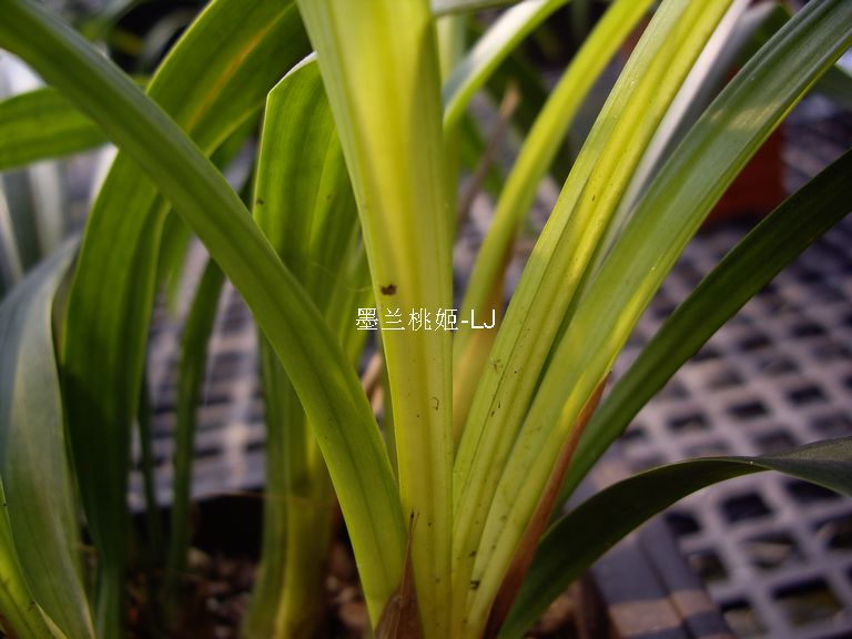 金银花繁殖方法：培育繁茂草药的秘诀