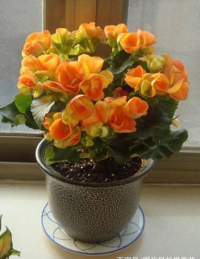 标题:宿根方法:让您的植物养殖更高效 标题:宿根方法:让您的植物养殖更高效